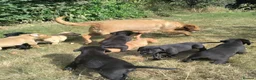 Labrador Retriever dogs for sale: Wonderful Labrador pups for sale  - Advert 1