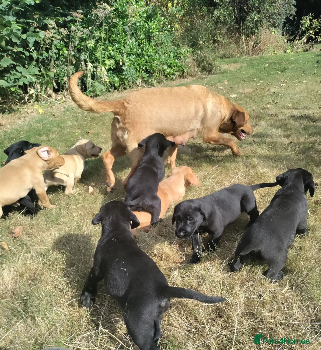 Labrador Retriever dogs for sale: Wonderful Labrador pups for sale  - Advert 1