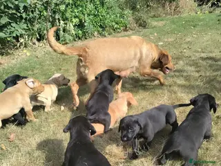 Labrador Retriever dogs Wonderful Labrador pups for sale - Advert 1