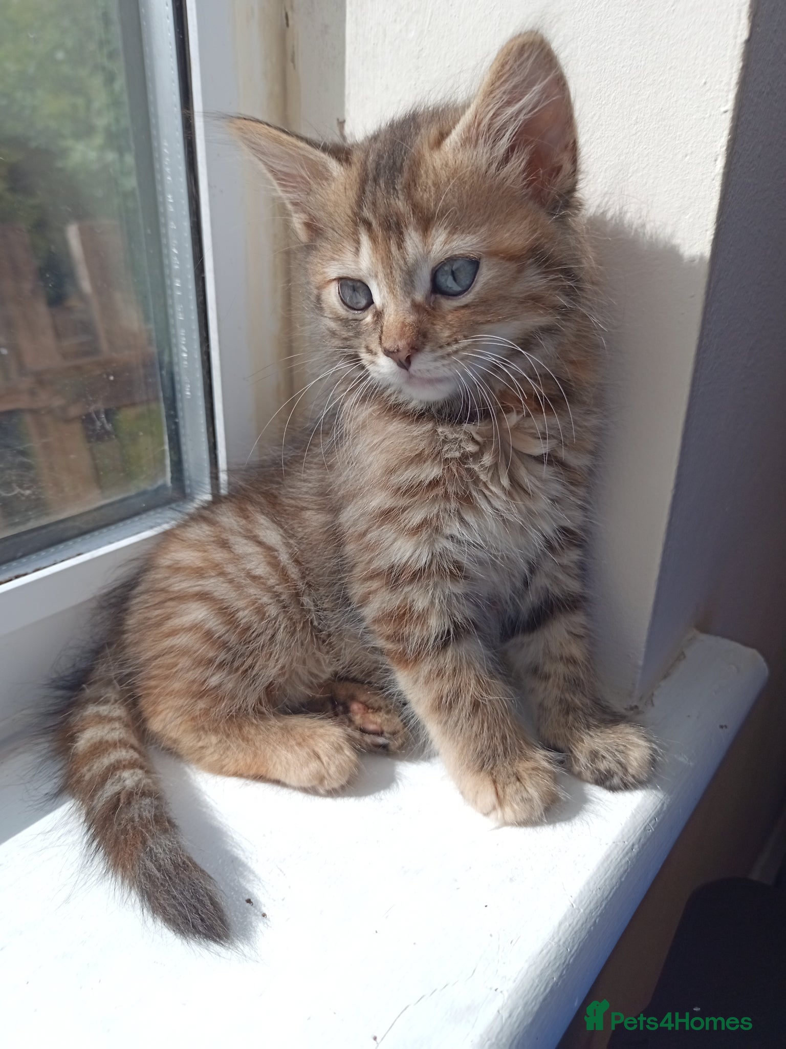 Mixed Breed cats for sale: 🐱 Beautiful Kittens Available 🏡 - Advert 5