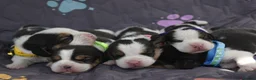 Beagle dogs for sale: Beautiful beagle puppies  in Rugby - Advert 16