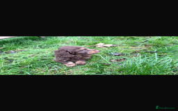 Mixed Breed dogs for sale: Dachshund x Jack pussell - Image 9