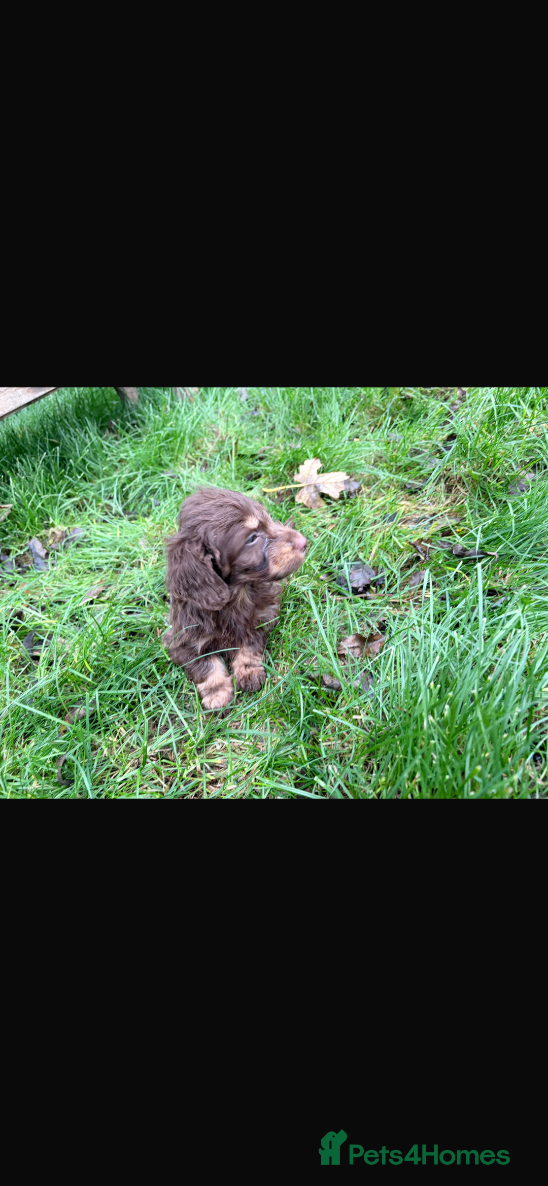 Mixed Breed dogs for sale: Dachshund x Jack pussell - Image 9