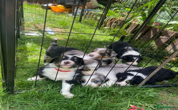 Border Collie dogs - Advert 2