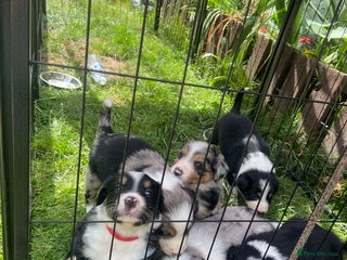 Border Collie dogs - Advert 12