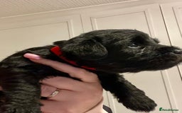 Mixed Breed dogs for sale: 🐾🐶Adorable and very cute Cavaschnauzer 🐶🐾 - Image 11