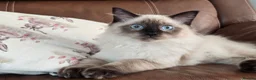 Ragdoll cats for sale: Fully Vaccinated, Microchipped, Insured Ready Now  - Advert 15