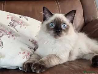 Ragdoll cats Fully Vaccinated, Microchipped, Insured Ready Now - Advert 13