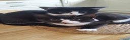 Mixed Breed cats for sale: 4 tuxedo black/white cuties looking for a home - Advert 19
