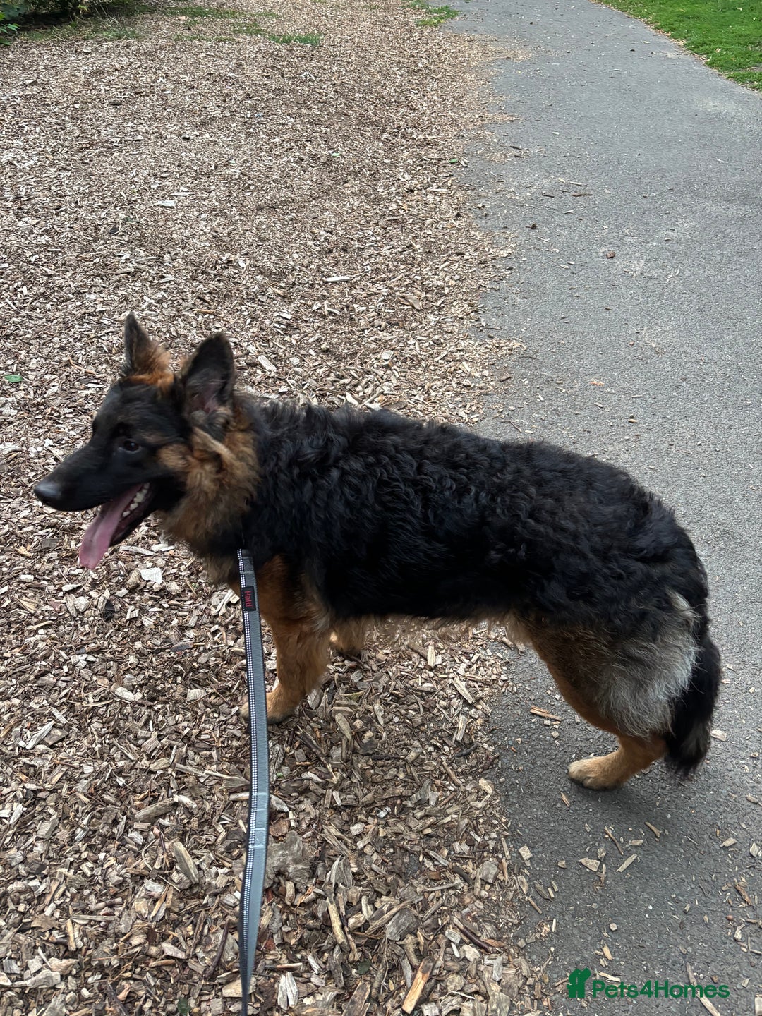 German Shepherd dogs for sale: Rehoming One-Year Old Male German Shepherd - Advert 25