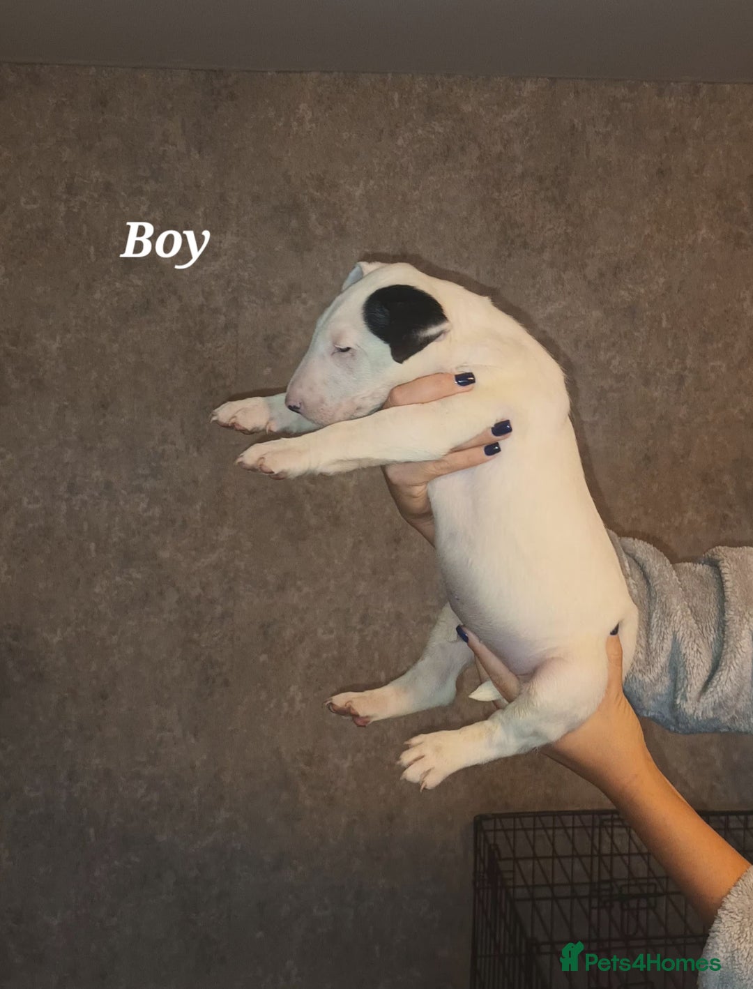 English Bull Terrier dogs for sale: English Bull terrier pups  - Advert 11