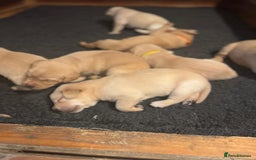 Labrador Retriever dogs for sale: Labrador Retrievers For Sale - Image 17