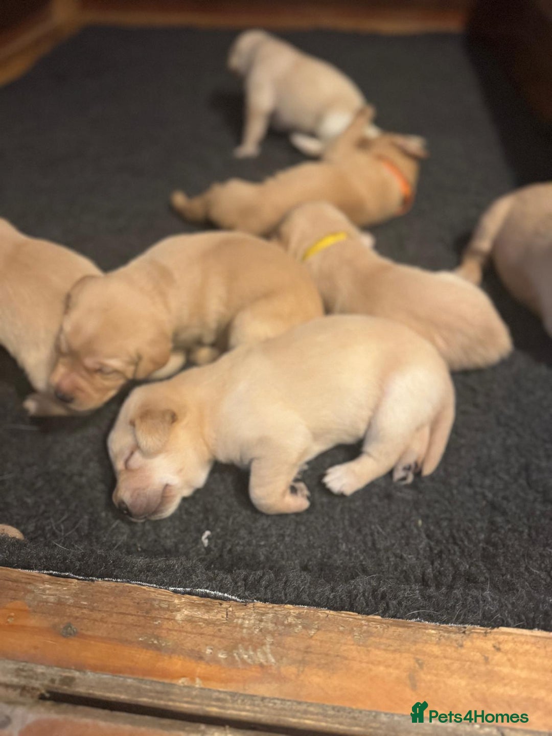 Labrador Retriever dogs for sale: Labrador Retrievers For Sale - Image 17