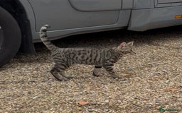 Bengal cats for sale: Stunning litter of Bengals  in Stowmarket - Image 3