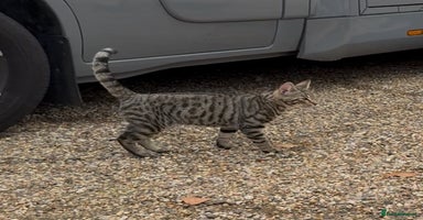 Bengal cats in Stowmarket - Advert 13