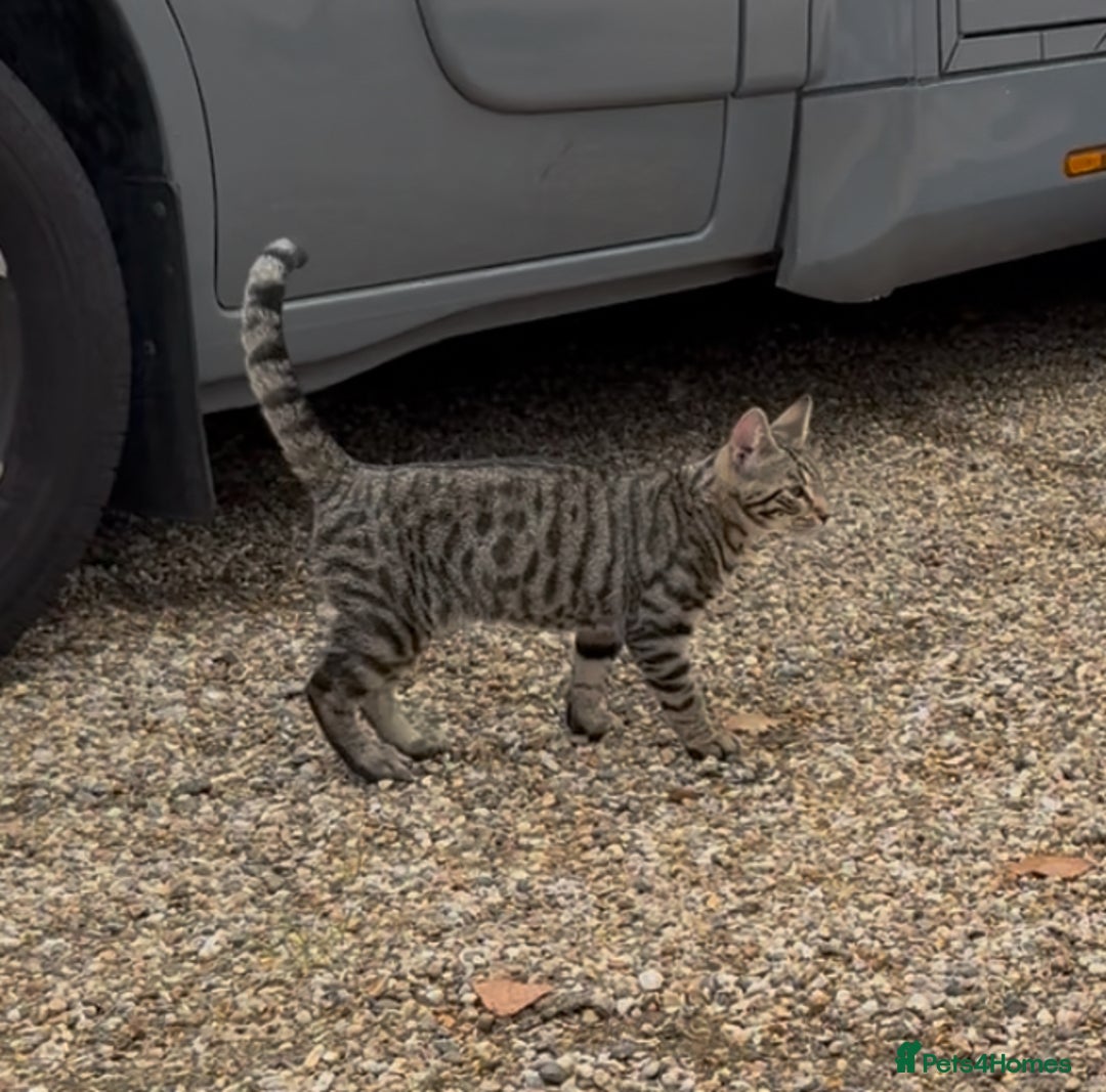 Bengal cats for sale: Stunning litter of Bengals  in Stowmarket - Image 3
