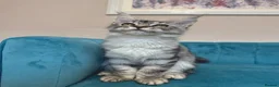 Maine Coon cats for sale: TICA Pedigree Registered Maine Coon Kittens - Advert 23