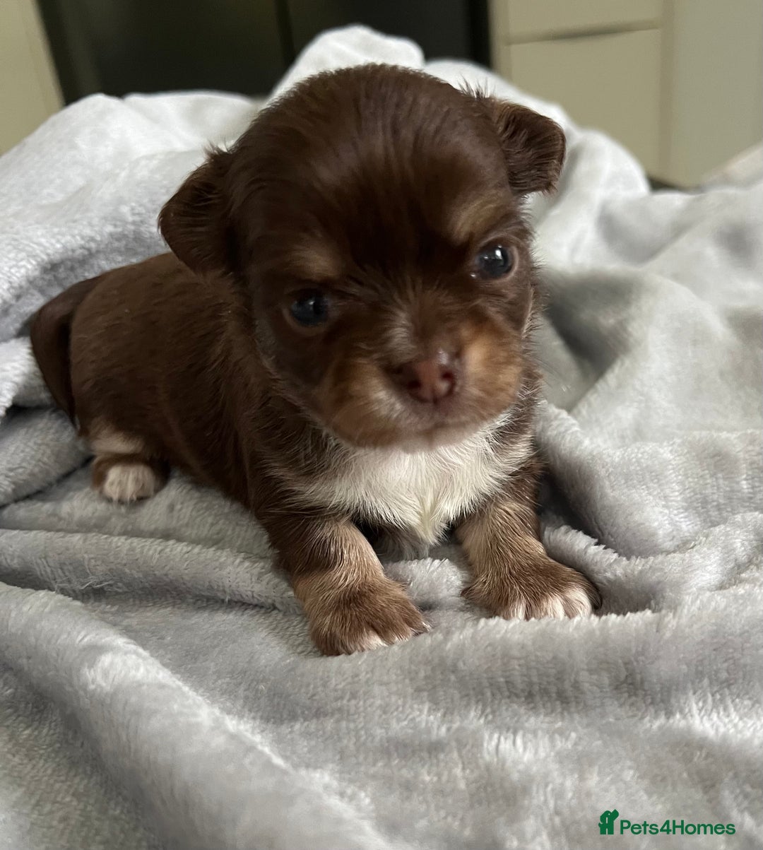 Chihuahua dogs for sale: Stunning top quality long haired Chihuahuas - Advert 14