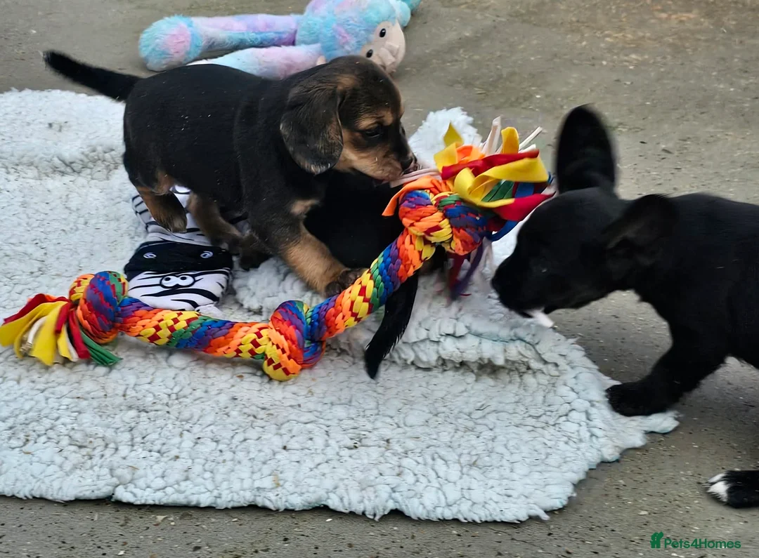 Bocker dogs for sale: Beautiful Bocker Bitch Puppies - Ready 25.02.26 - Advert 16