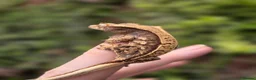 Gecko reptiles for sale: Various crested geckos - Advert 18