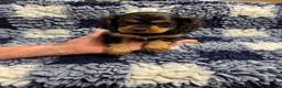Cavalier King Charles Spaniel dogs for sale: Cavalier King Charles puppies  - Advert 9