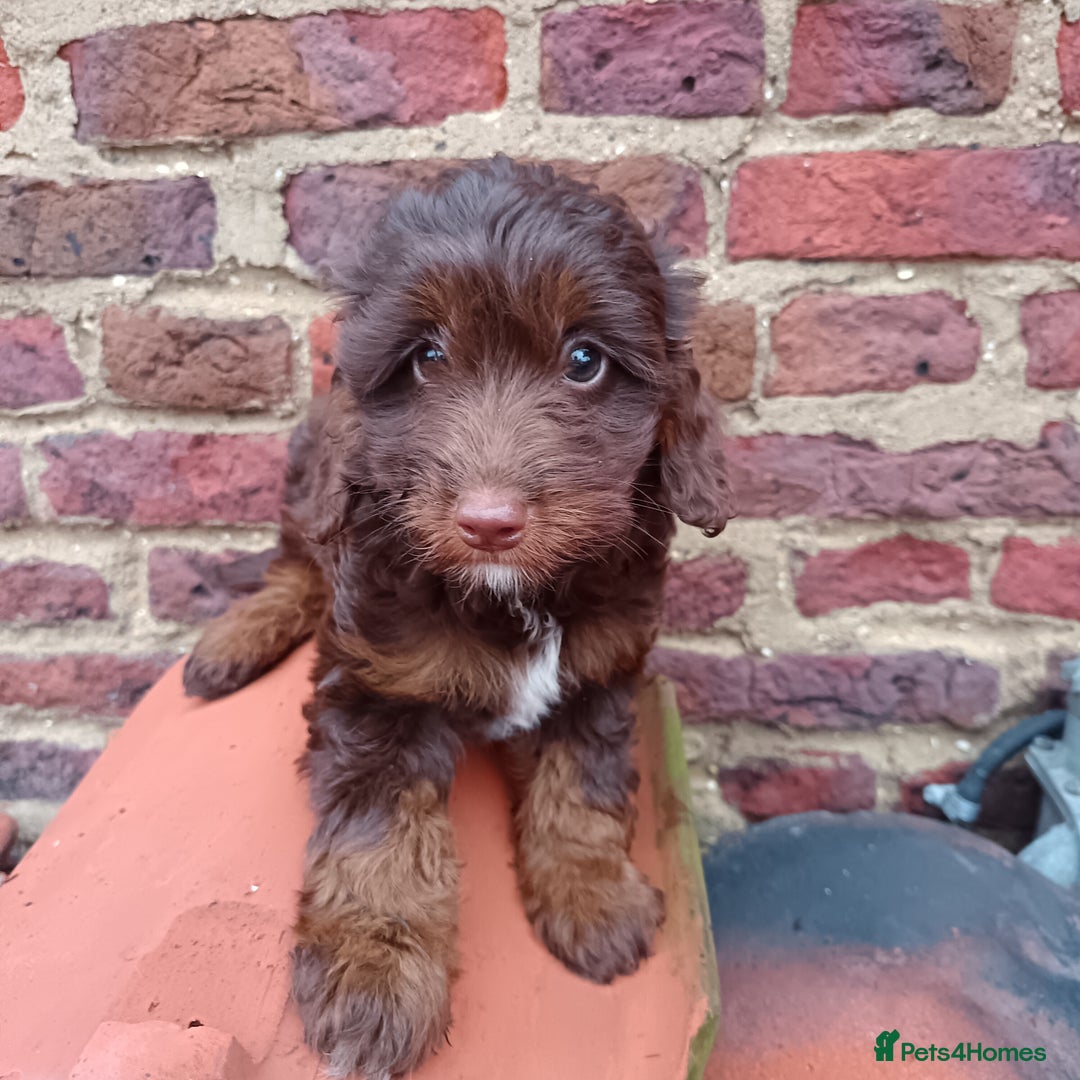 Labradoodle dogs for sale: Mini Labradoodles🐾🌟ready 3/1/26 full vaccine🌟🐾 - Advert 18
