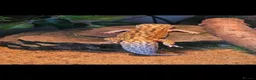 Leopard Gecko reptiles for sale: Leopard gecko  in London - Advert 2