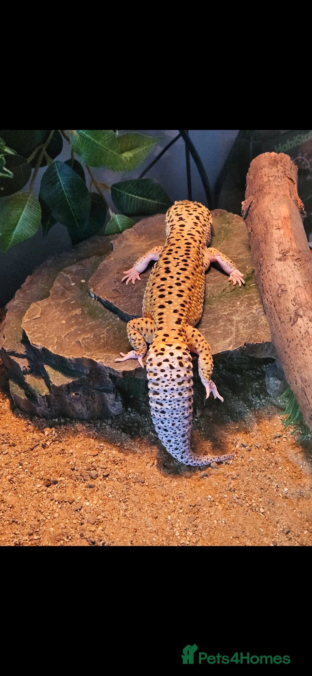 Leopard Gecko reptiles for sale: Leopard gecko  in London - Advert 2