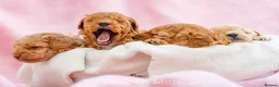 Toy Poodle dogs for sale: 🐶🐾Toy Poodle Puppies 🐾🐶 in Tunbridge Wells - Advert 14