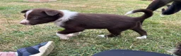 Mixed Breed dogs for sale: One female collie pup for sale  - Advert 3
