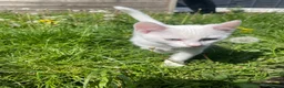Mixed Breed cats for sale: Male  - Advert 3