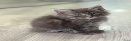 Mixed Breed cats for sale: Beautiful Maine coon cross kittens  - Advert 8