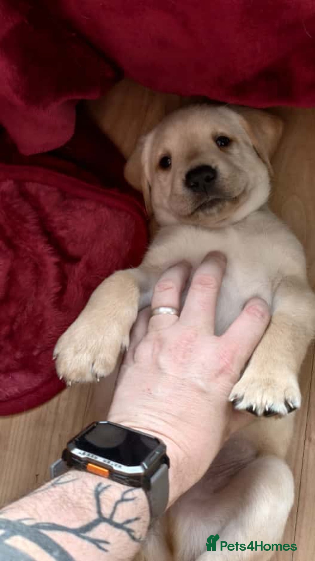 Labrador Retriever dogs for sale: Labrador Love Nuggets - 7 left - Image 21