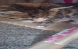 Mixed Breed cats for sale: 3 kitties for sale  - Image 6