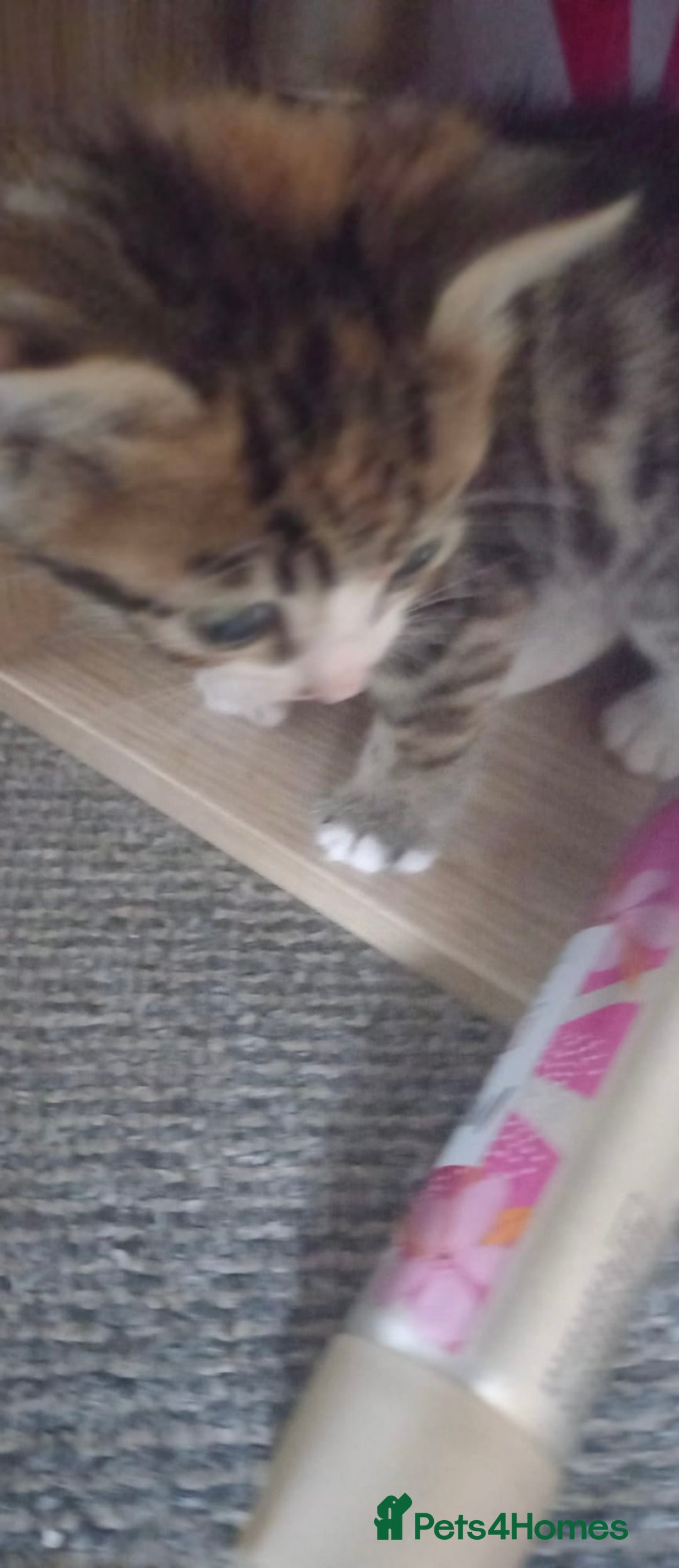 Mixed Breed cats for sale: 3 kitties for sale  - Image 6