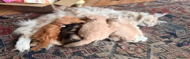 Maine Coon Kitten 5