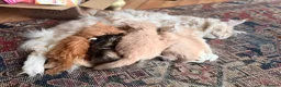 Maine Coon cats for sale: Maine coon kittens  in Newton Stewart - Advert 7