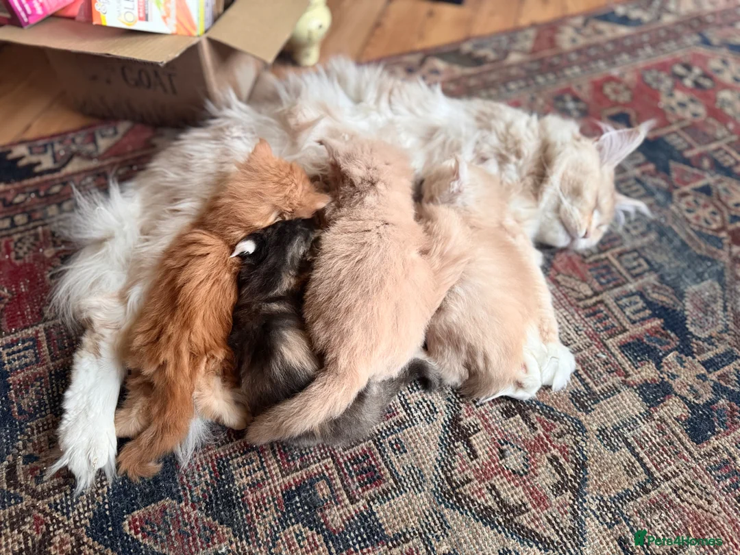 Maine Coon cats for sale: Maine coon kittens  - Advert 29