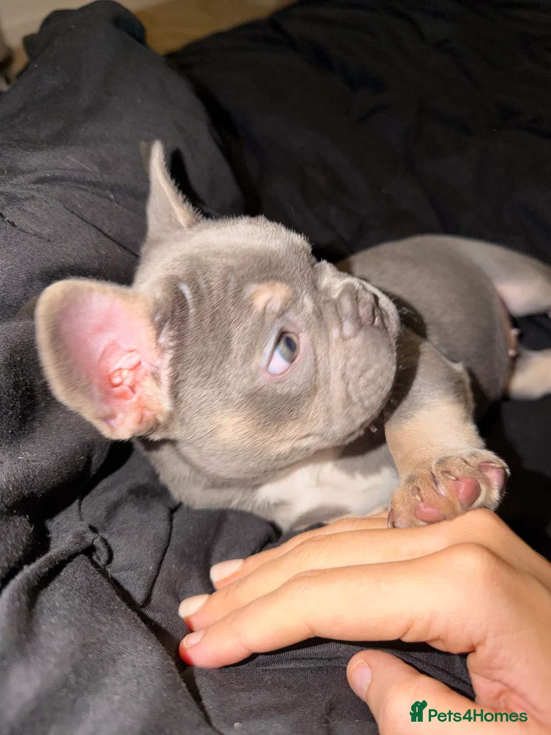 French Bulldog dogs for sale: French bulldog female for sale.  - Advert 4