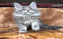 Maine Coon cats for sale: 🏆 PEDIGREE MAINE COON KITTENS GCCF 🏆  - Image 11