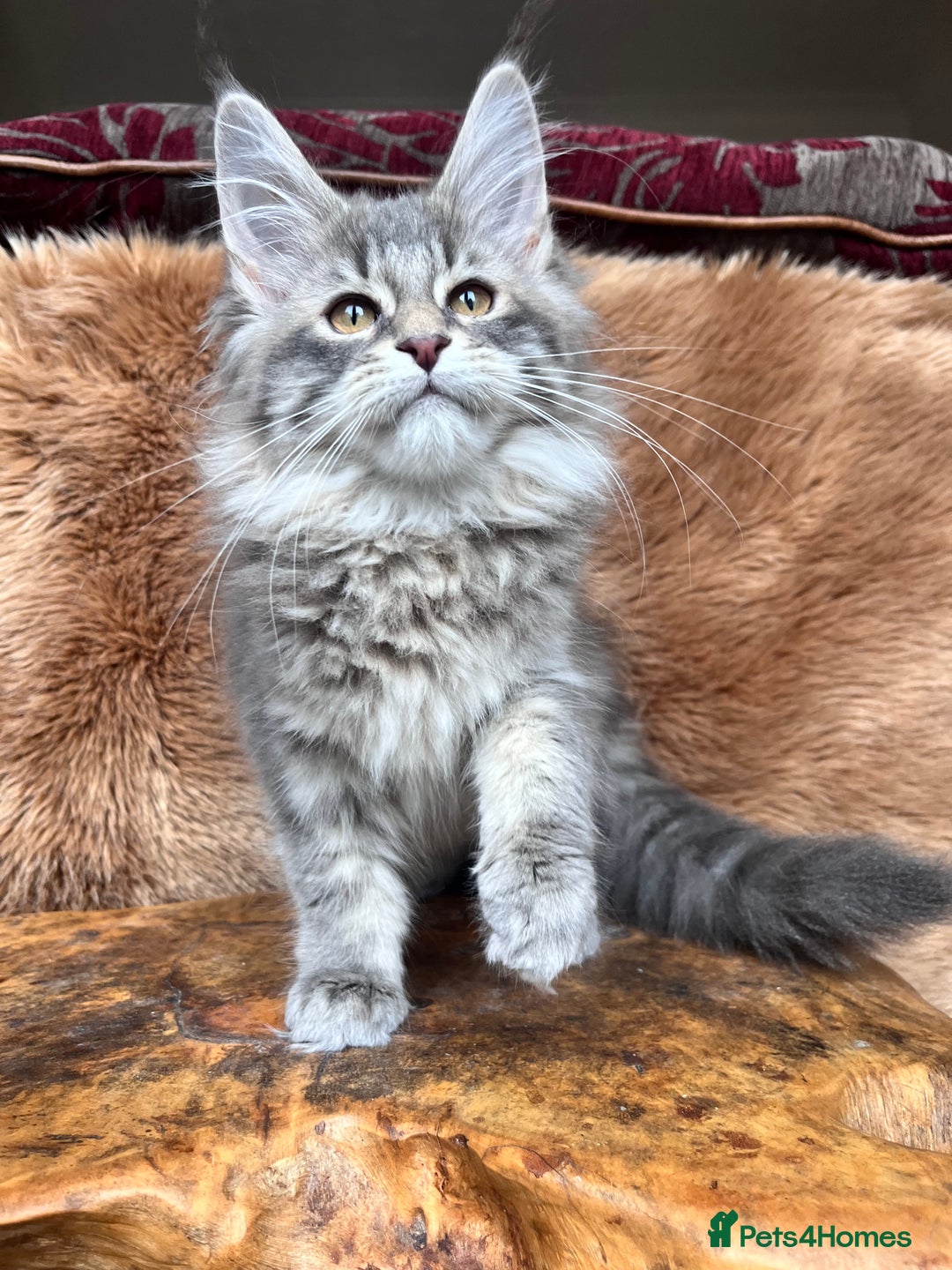 Maine Coon cats for sale: 🏆 PEDIGREE MAINE COON KITTENS GCCF 🏆  - Image 11