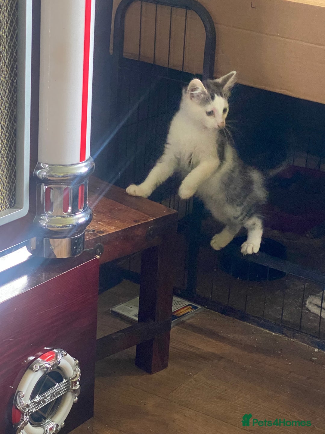 Mixed Breed cats for sale: Lower price…READY NOW….Mainecoon x Kittens - Image 3