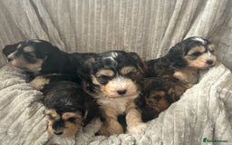 Cockapoo dogs for sale: Cockapoo Puppies - Image 19
