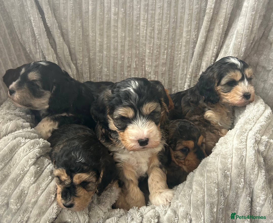 Cockapoo dogs for sale: Cockapoo Puppies - Image 19