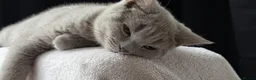 British Shorthair cats for sale: British short hair kittens  - Advert 4