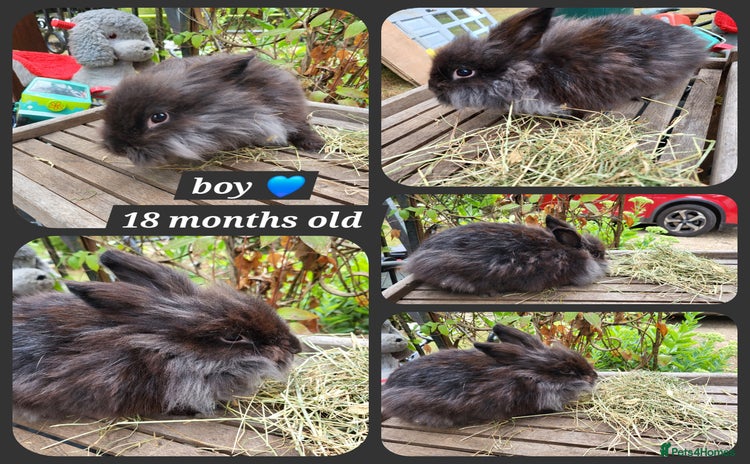 Mini Lop rabbits - Advert 9