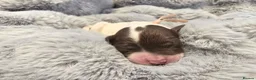Sproodle dogs for sale: Springer Spaniel Miniature Poodle Sproodle Puppies - Advert 24