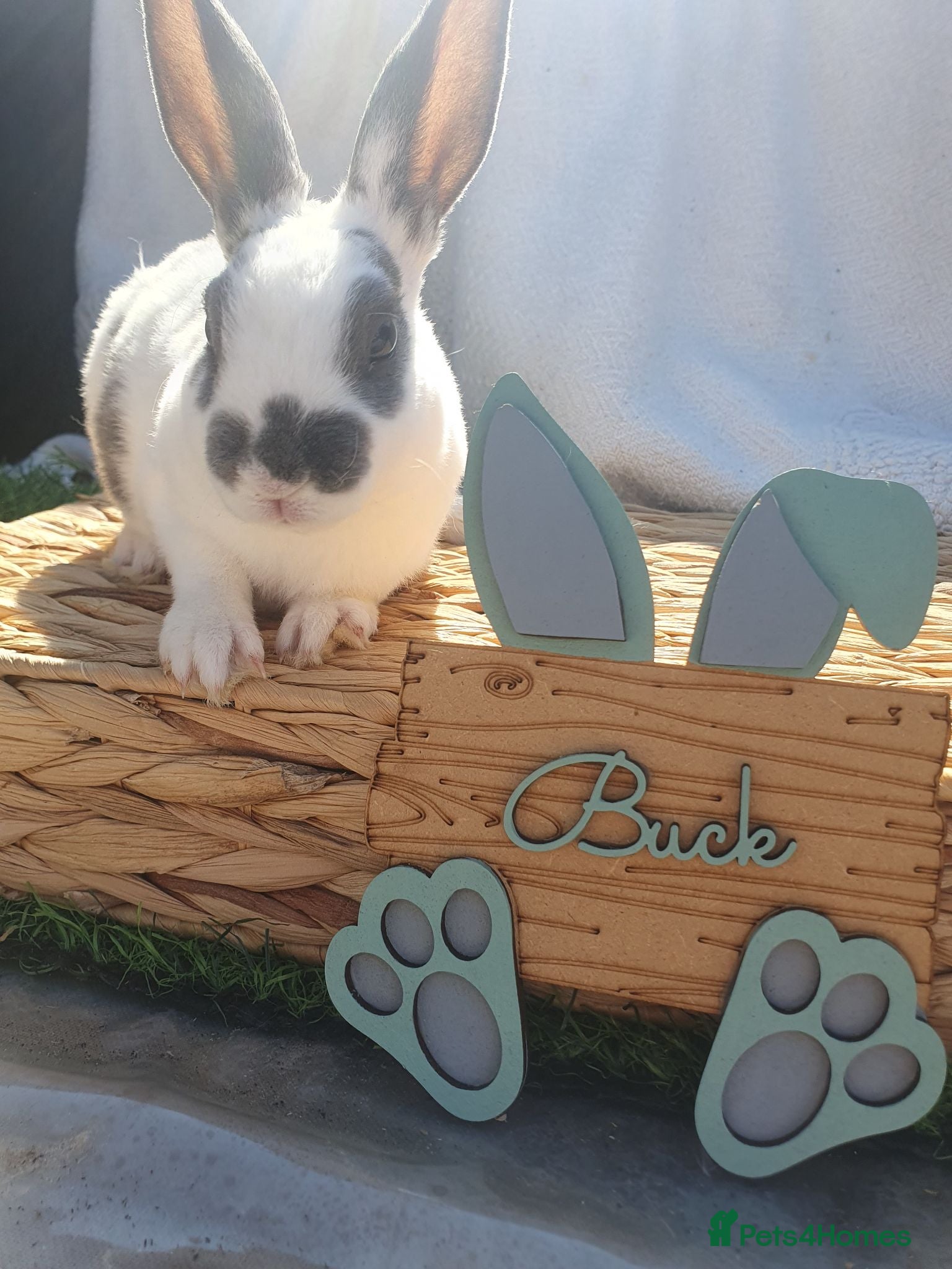 Rex rabbits Mini rex babies - Advert 3