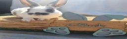 Rex rabbits for sale: Mini rex babies - Advert 1