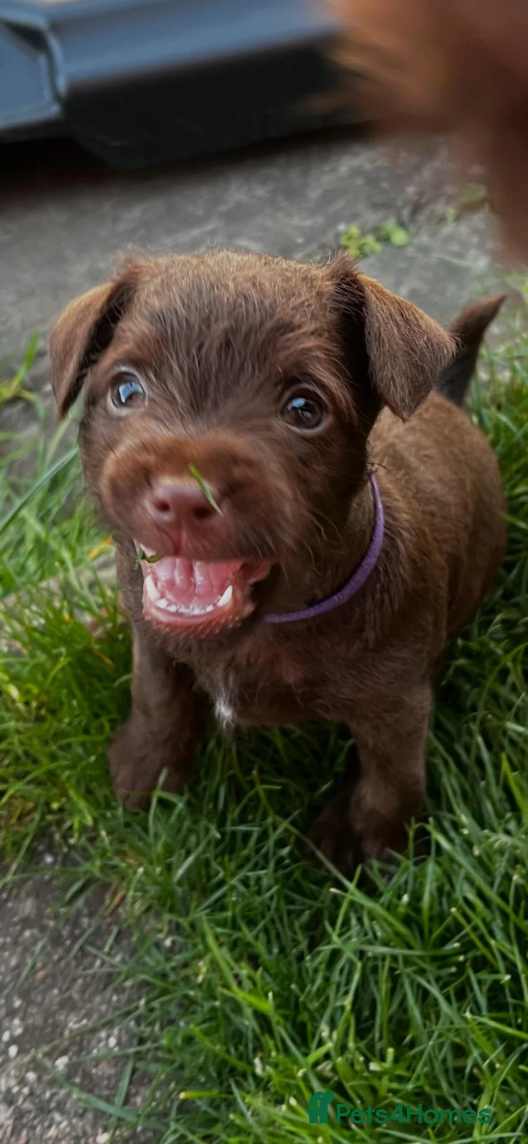 Patterdale Terrier dogs for sale: Patterdale terrier  in Doncaster - Advert 2